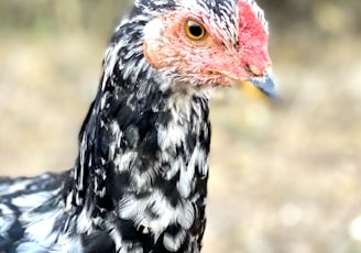 white and black chicken in close up photography