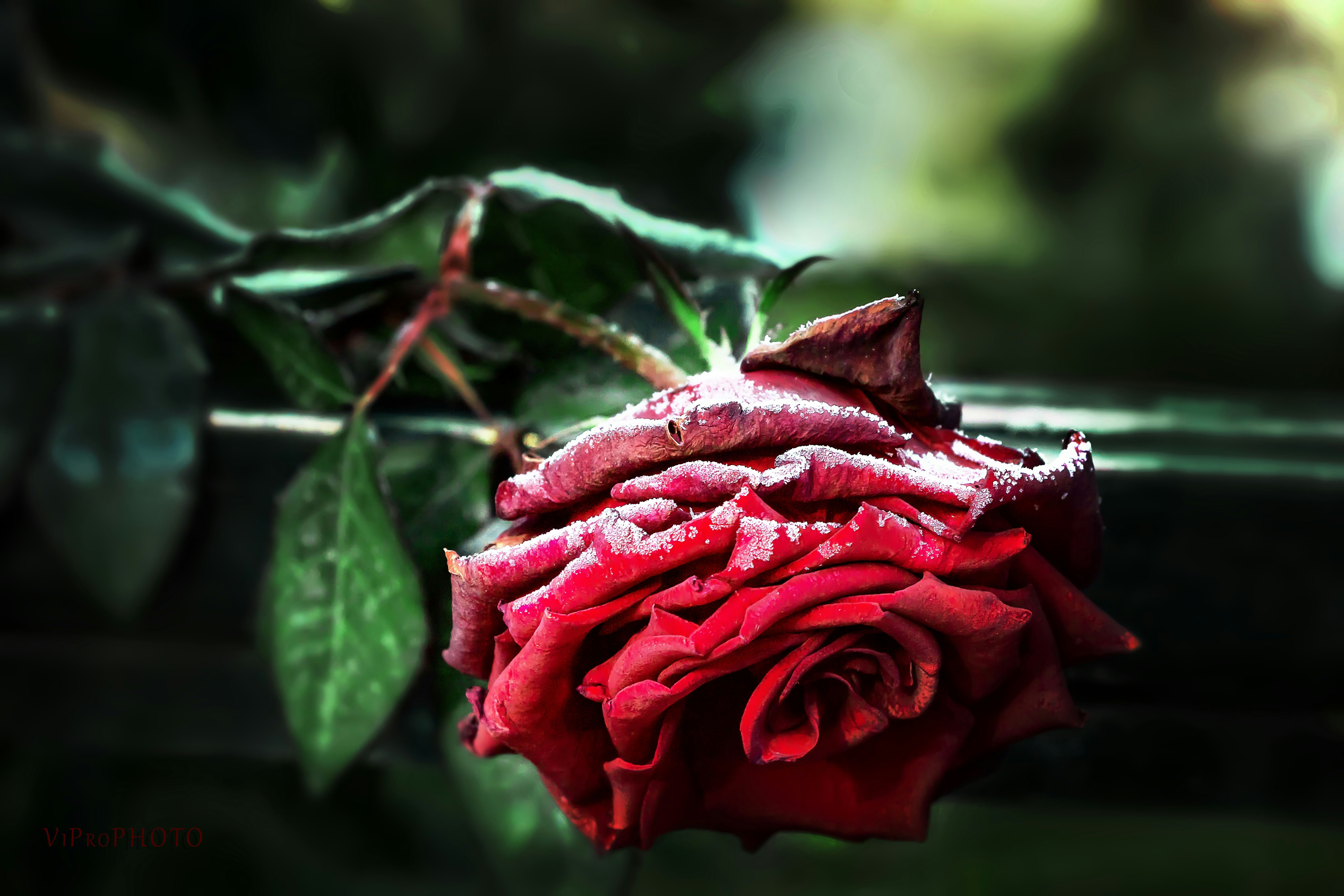 Red Rose In Bloom During Daytime Photo Free Image On Unsplash