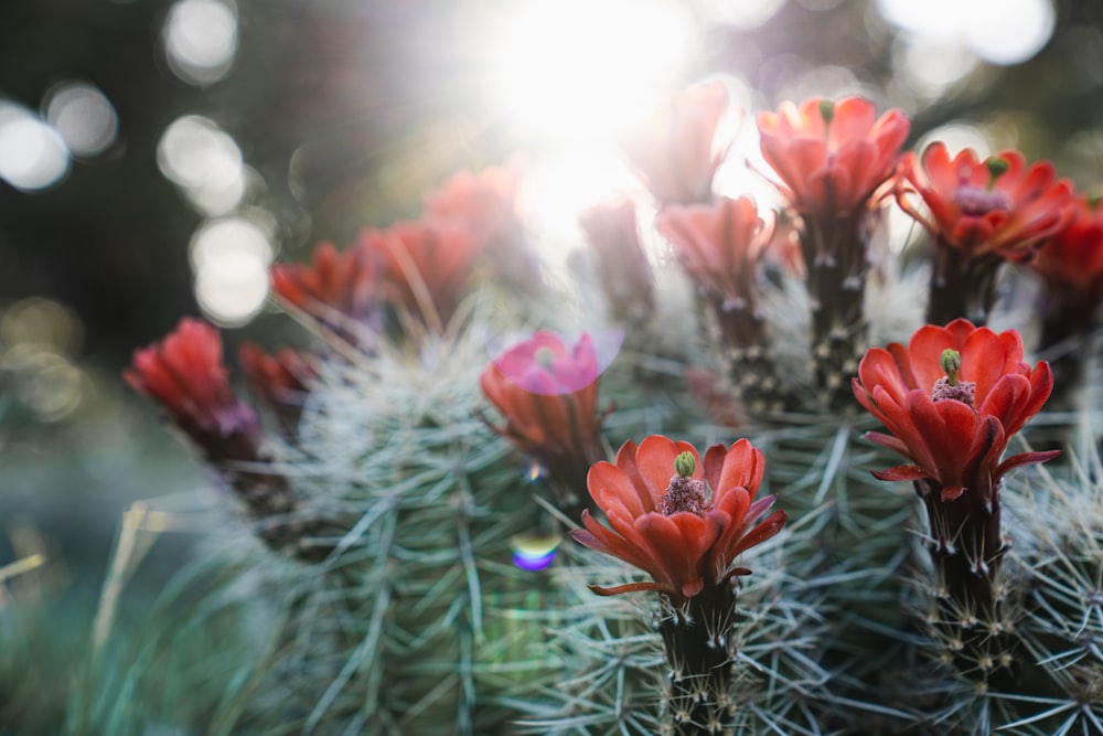 red flower in green plant