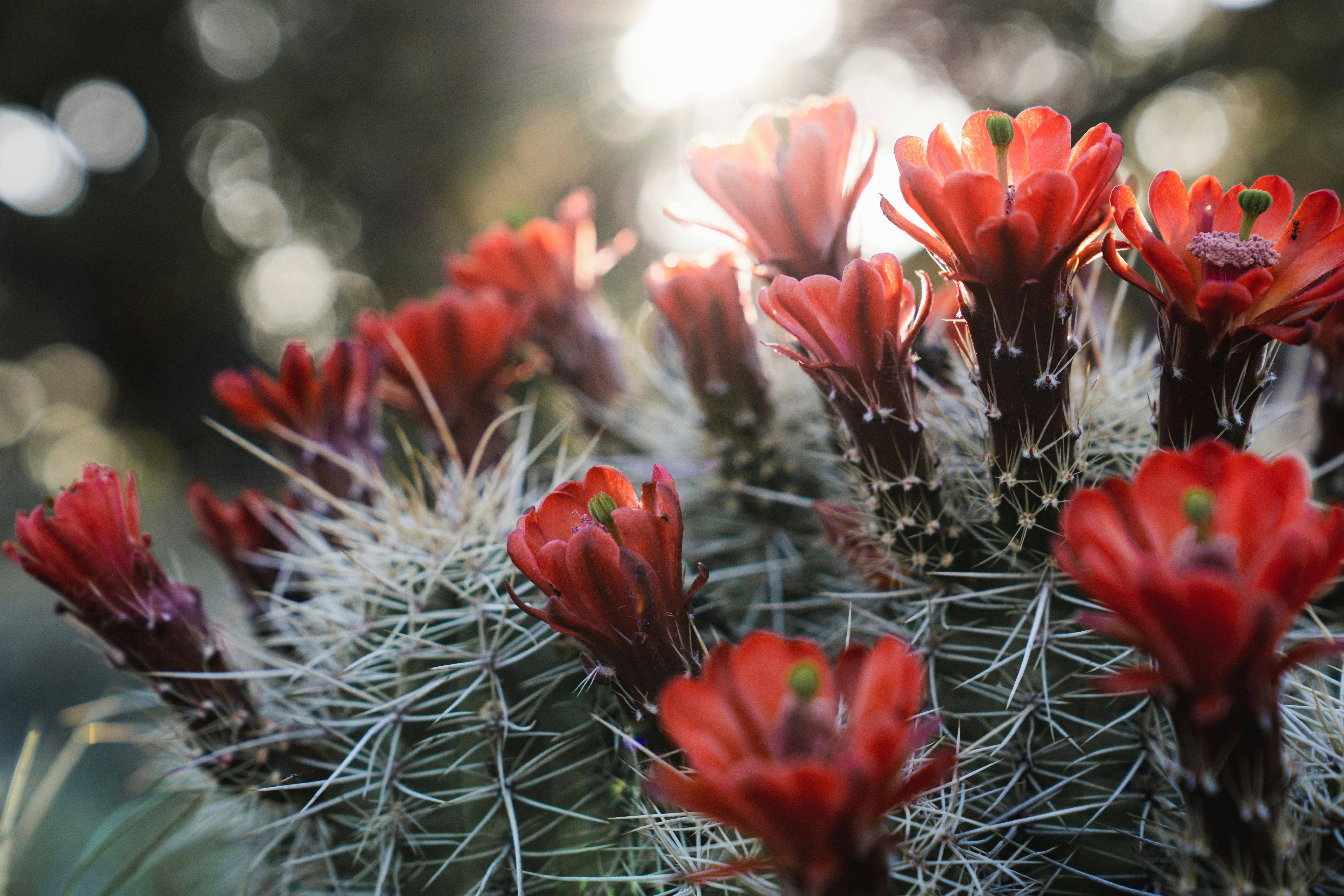 red and white flowers in tilt shift lens
