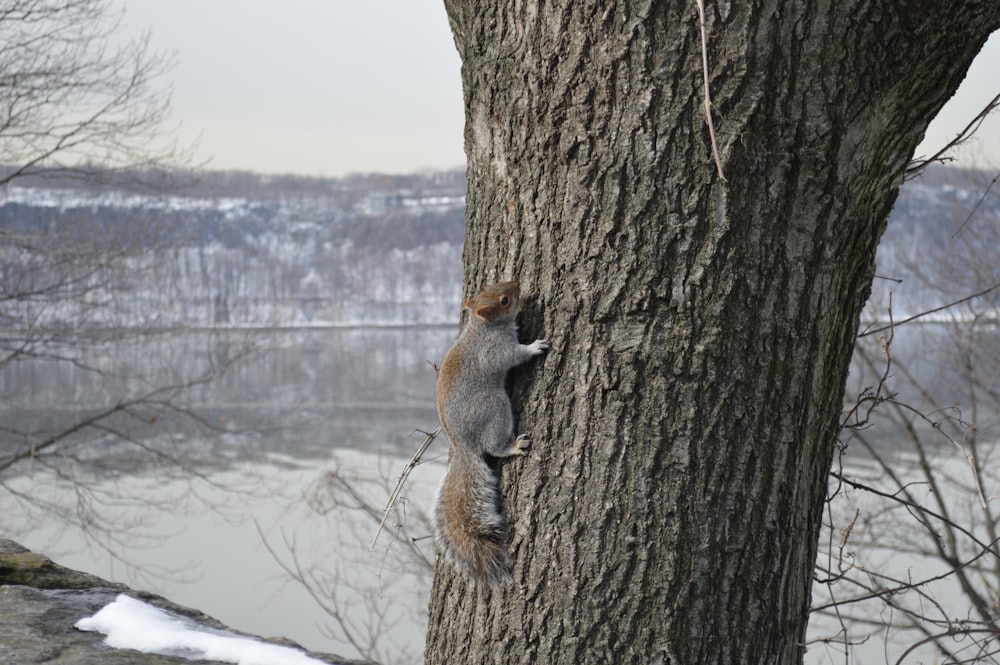 squirrel on brown tree during daytime
