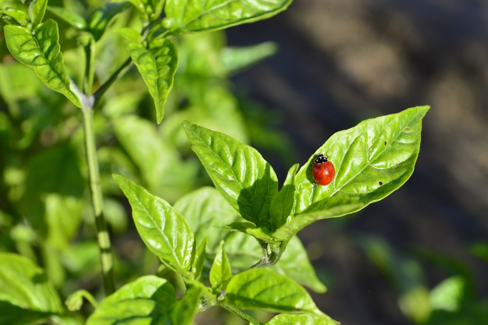 red ladybug perched on green leaf in close up photography during daytime