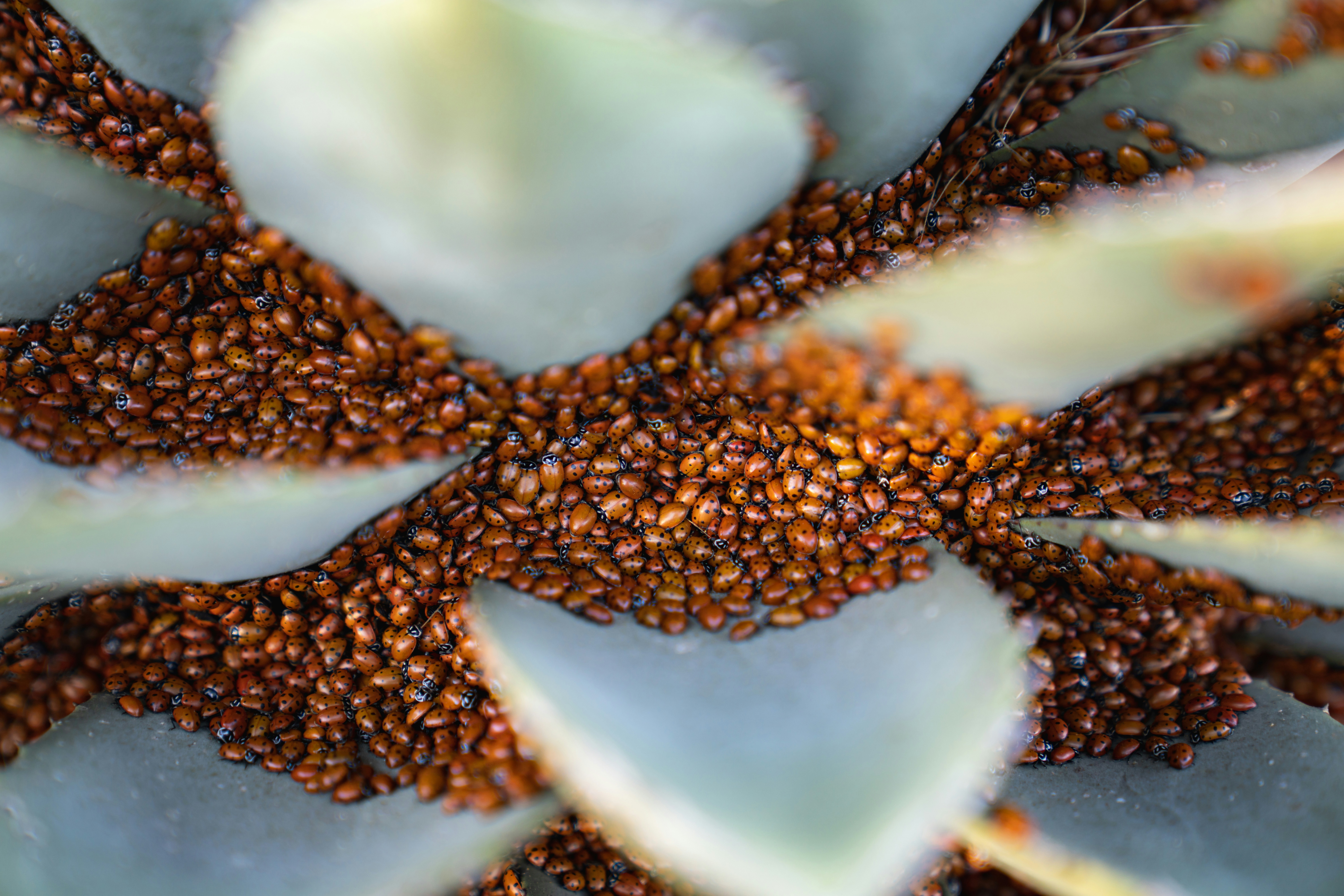 brown and white floral decor