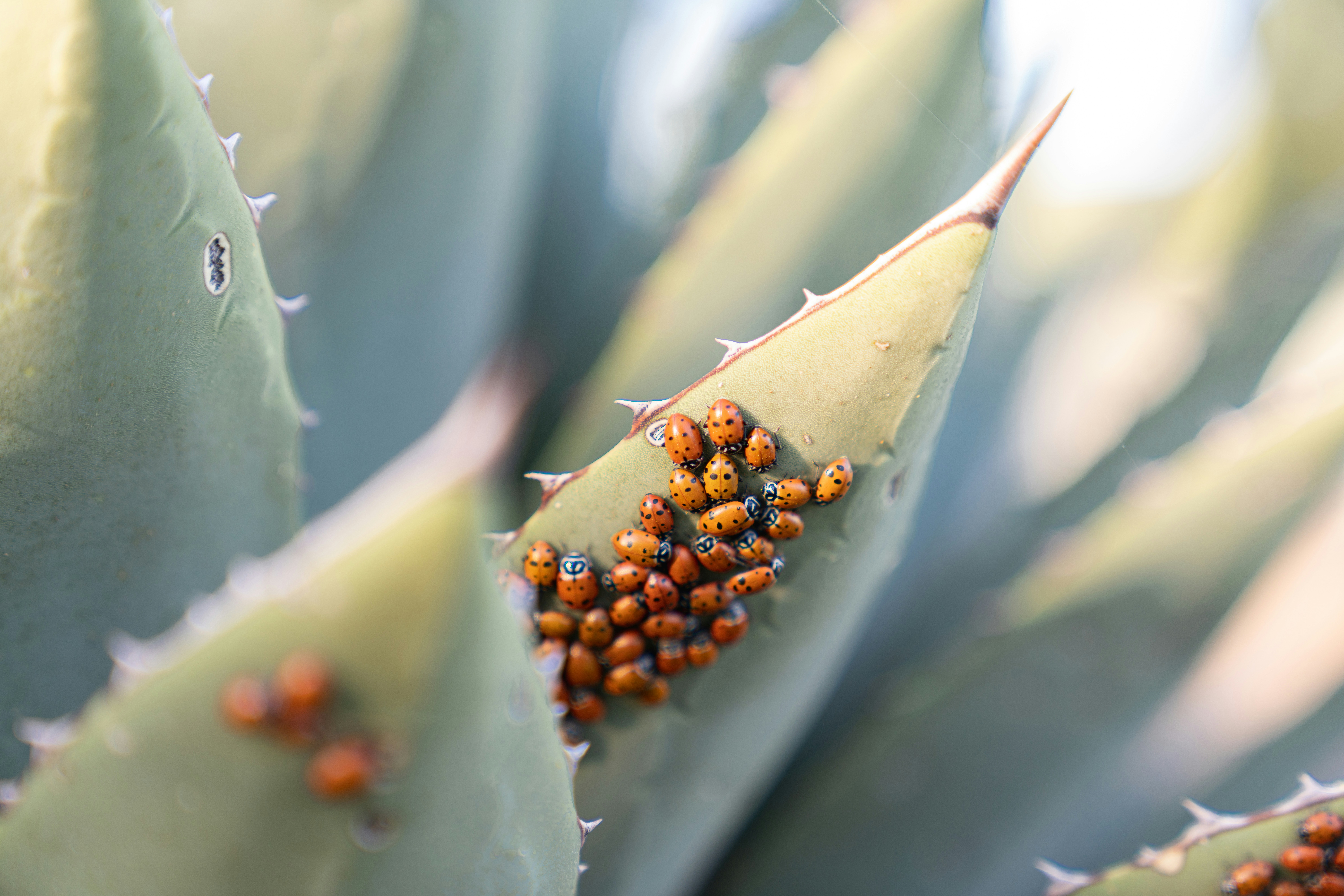 brown and black bee on green plant