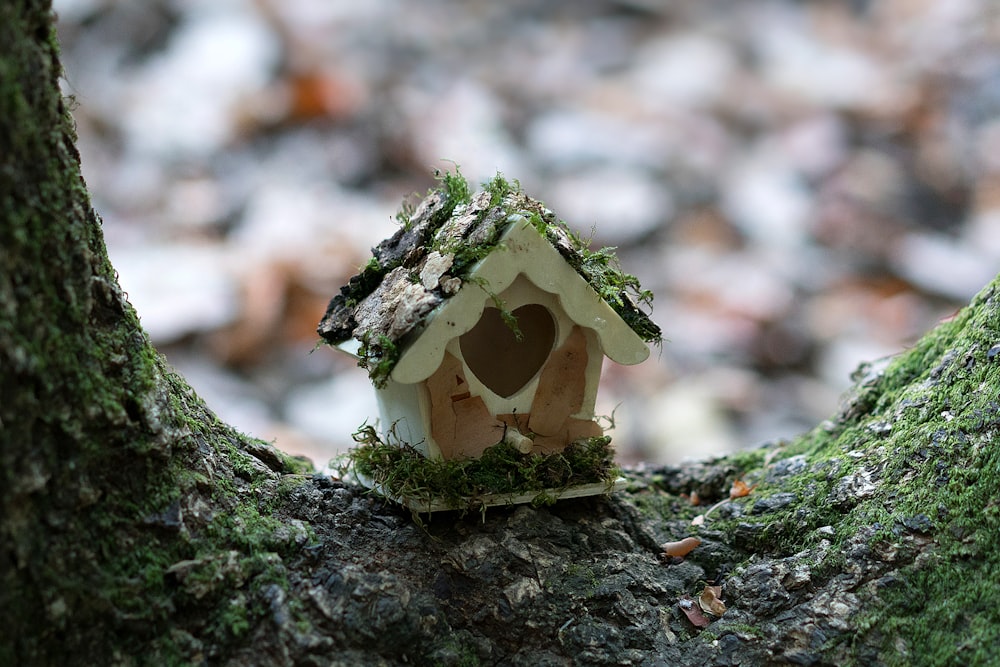 ramo d'albero bianco e nero