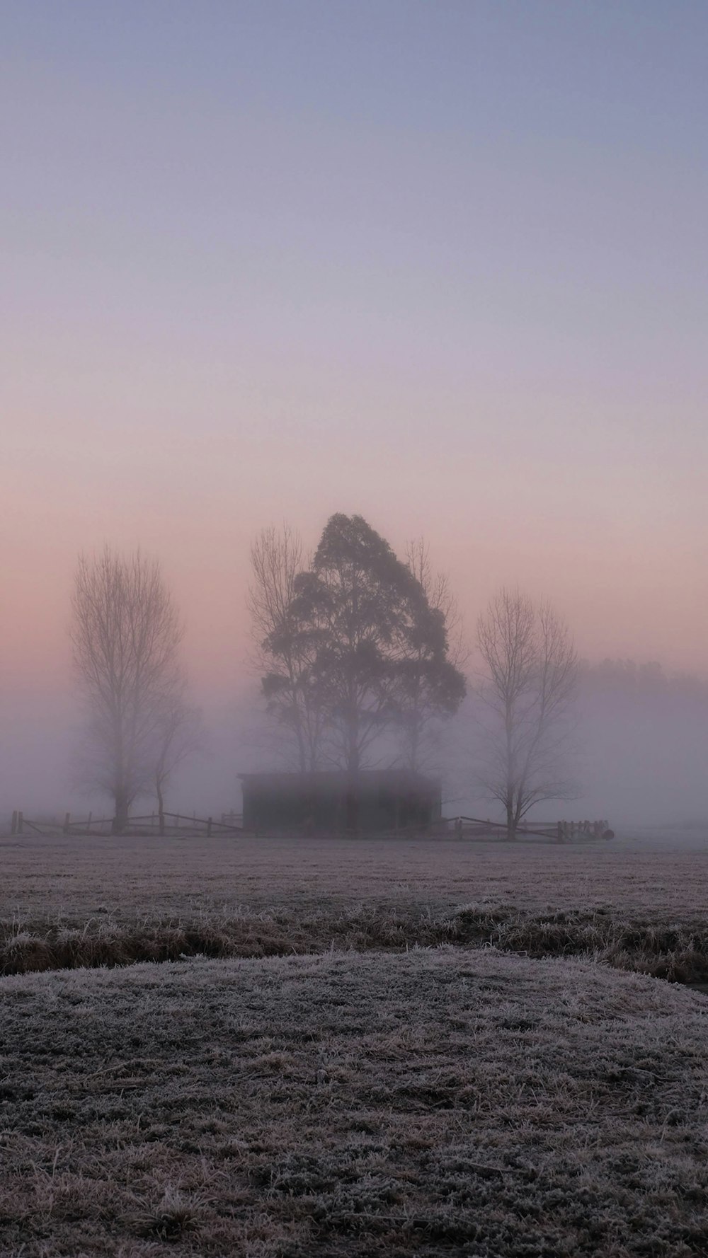 bare trees on field under gray sky