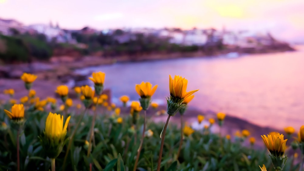 fleur jaune près d’un plan d’eau pendant la journée