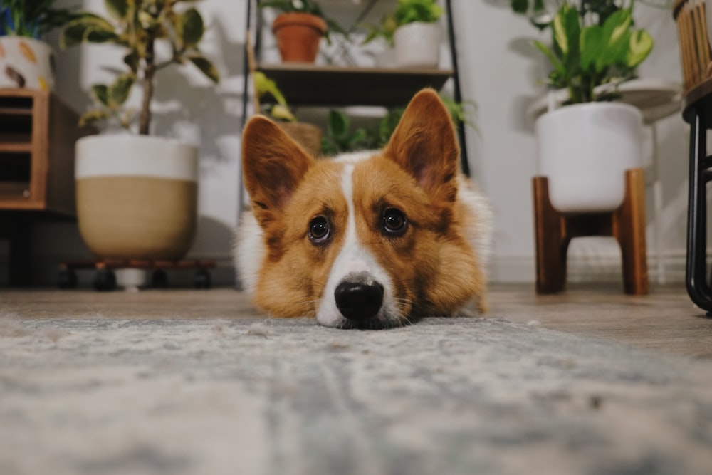 brown and white corgi lying on floor