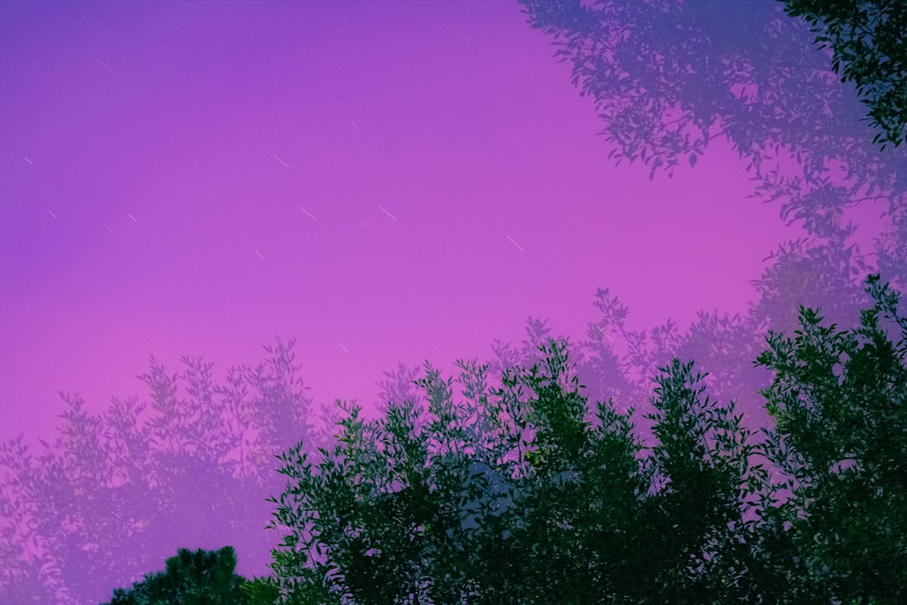 green trees under purple sky