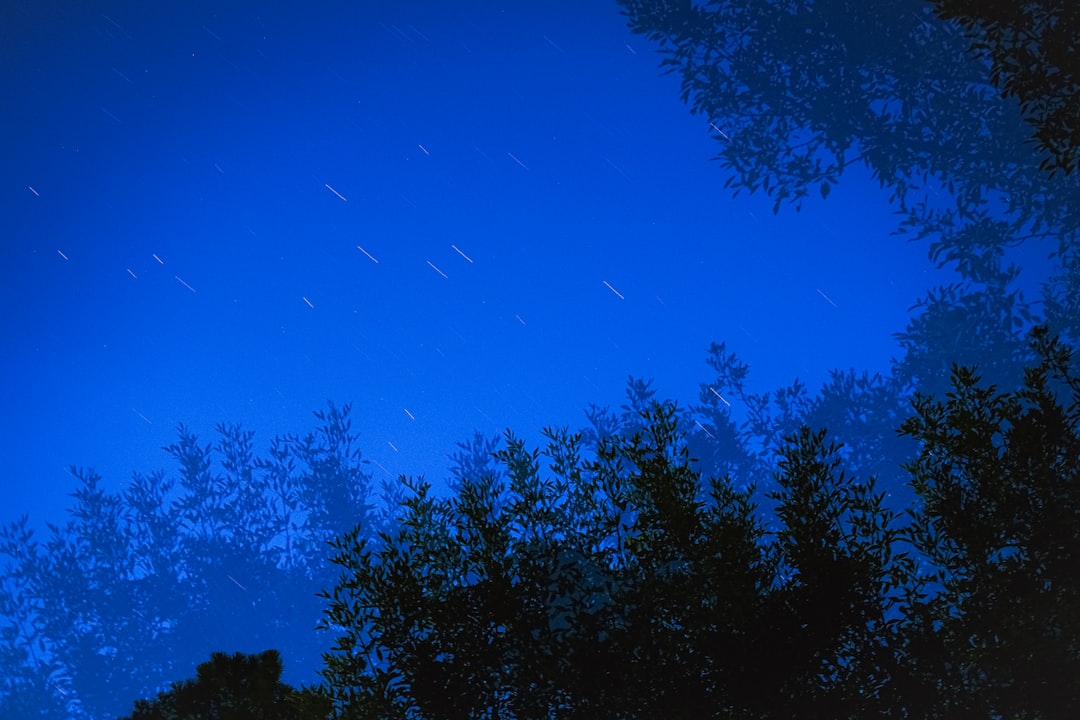 green trees under blue sky during night time