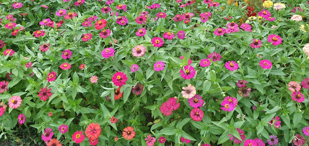 pink flowers with green leaves