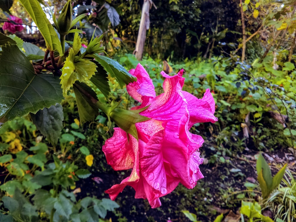 pink hibiscus flower in bloom during daytime