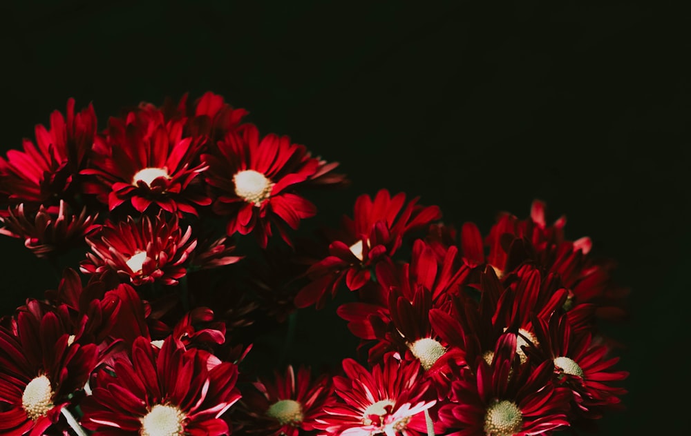 fiori rossi e bianchi su sfondo nero