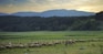 herd of sheep on green grass field during daytime