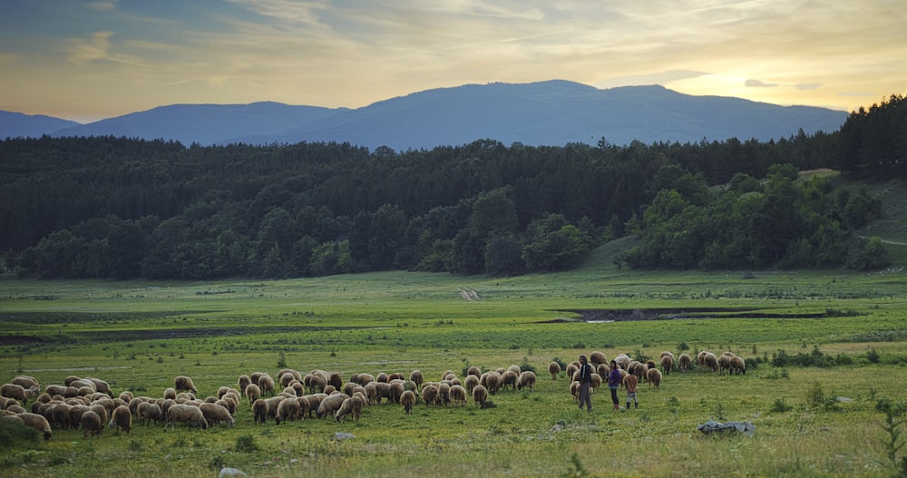 herd of sheep on green grass field during daytime