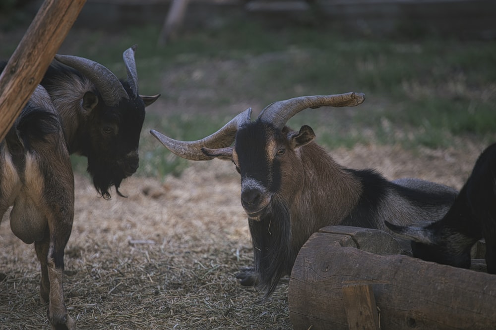 vache noire et brune sur un champ d’herbe verte pendant la journée