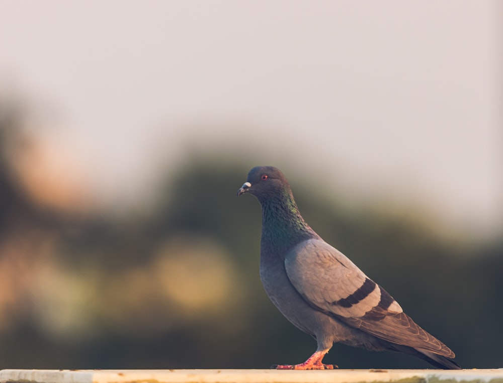 gray and white bird on brown wooden fence