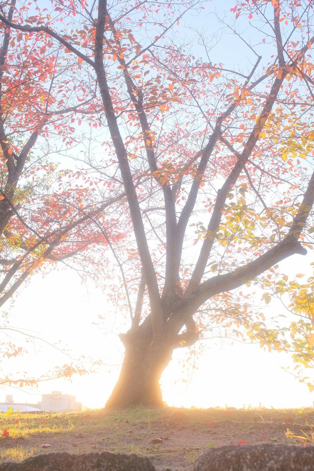 brown and green tree during daytime