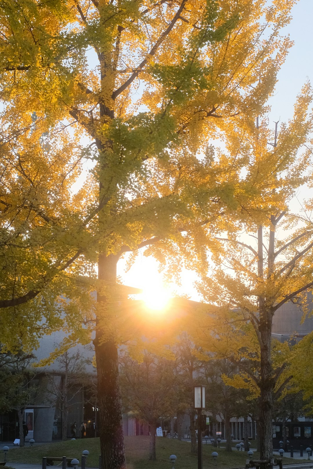 green and yellow leaf trees during sunset