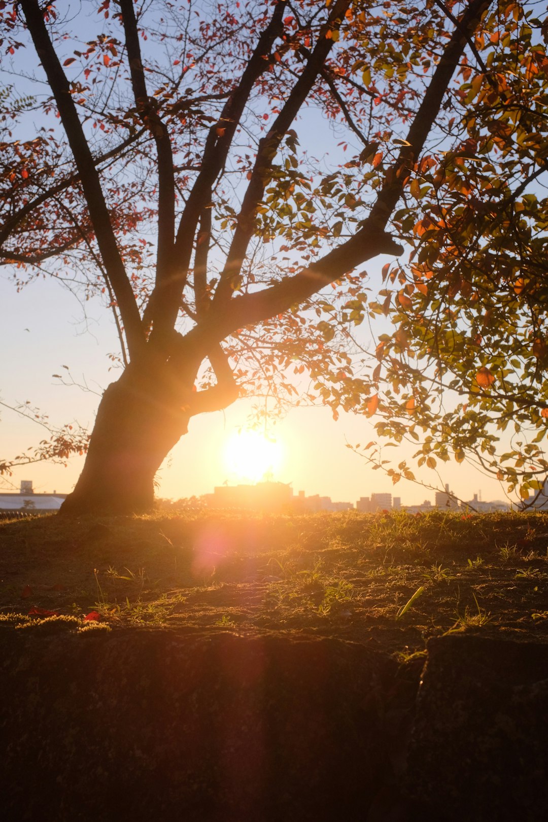 sun setting over the trees