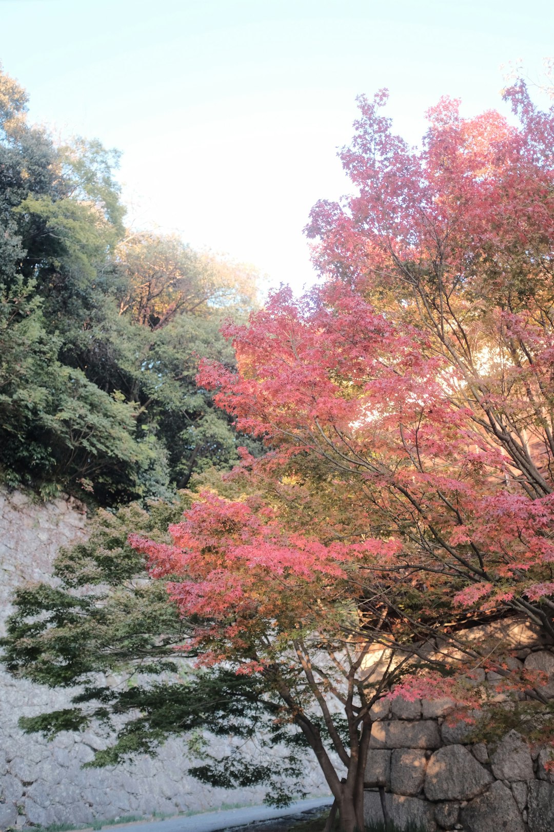 green and pink trees during daytime