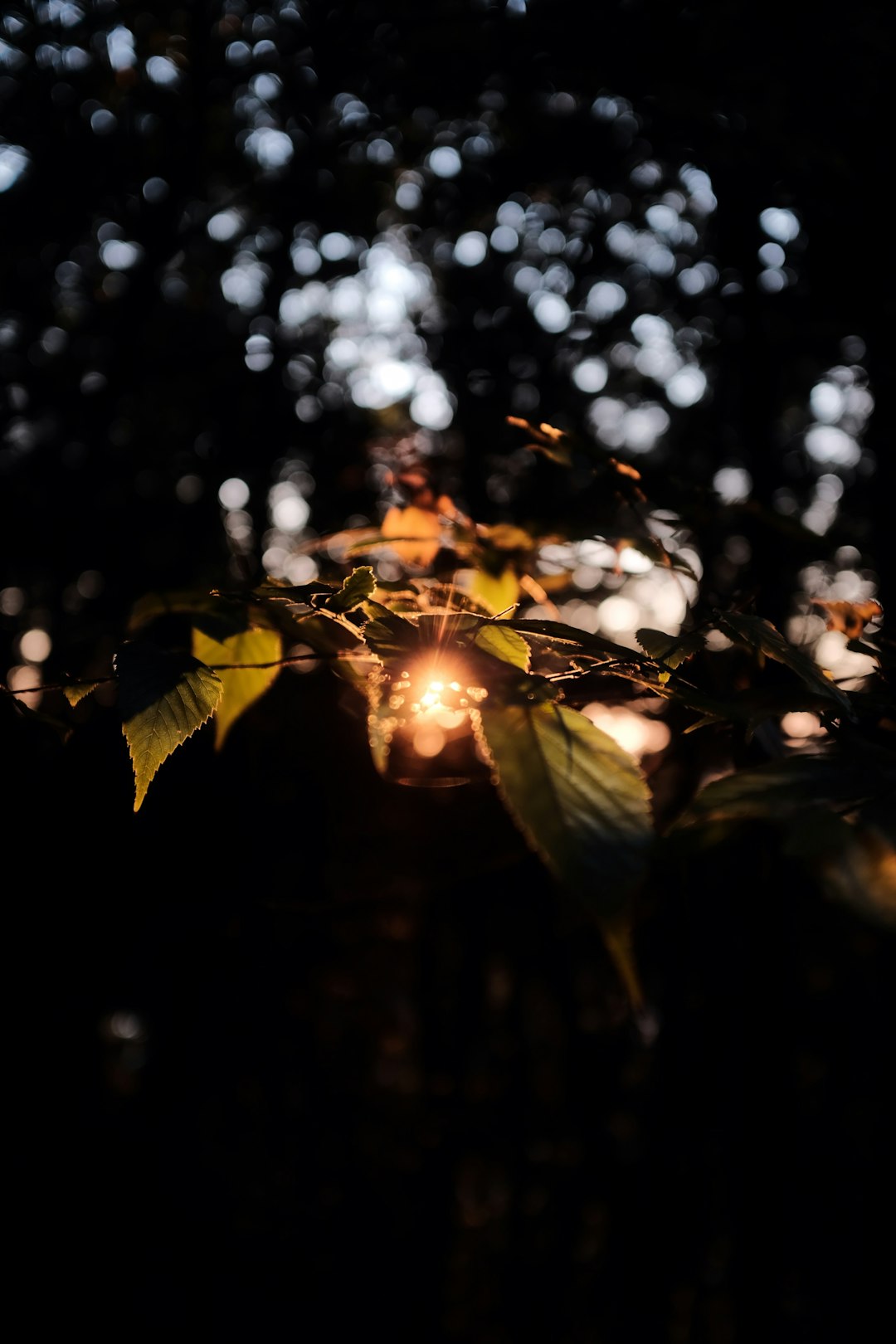 bokeh photography of green leaves