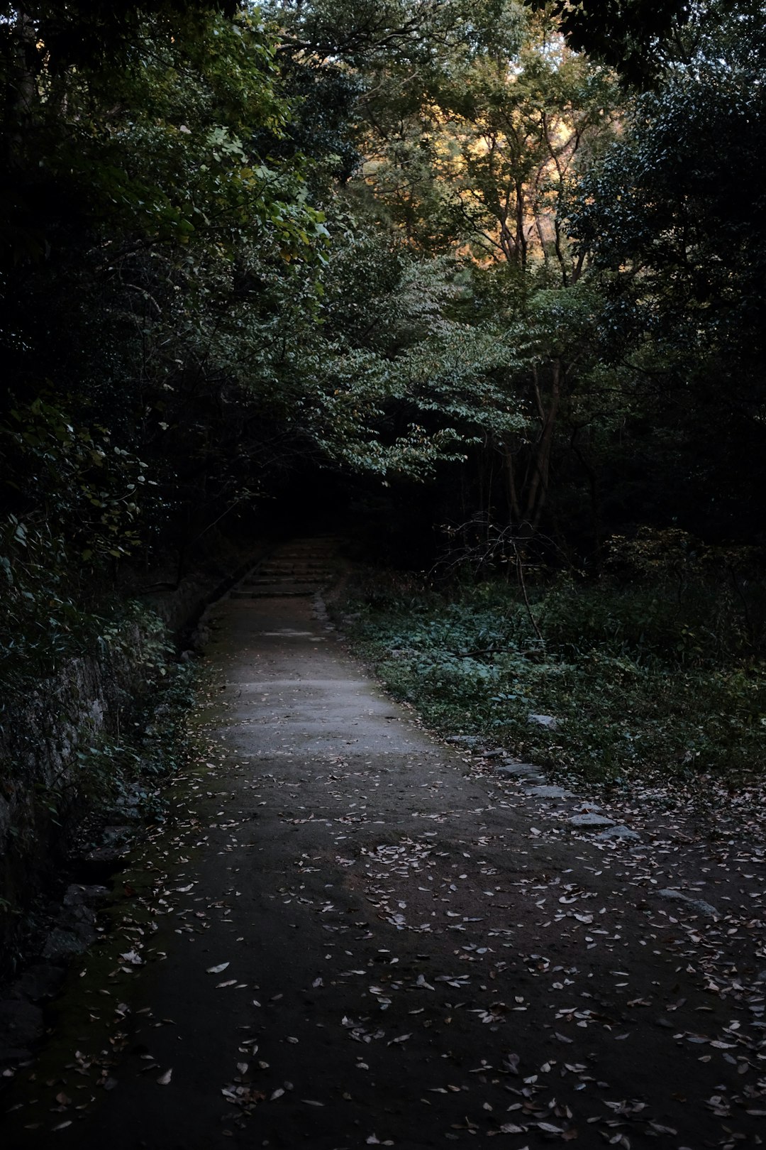 gray dirt road between green trees during daytime