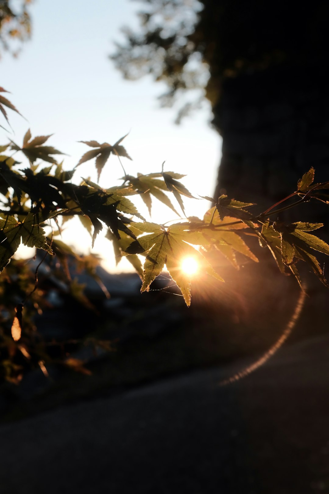 green leaves during day time