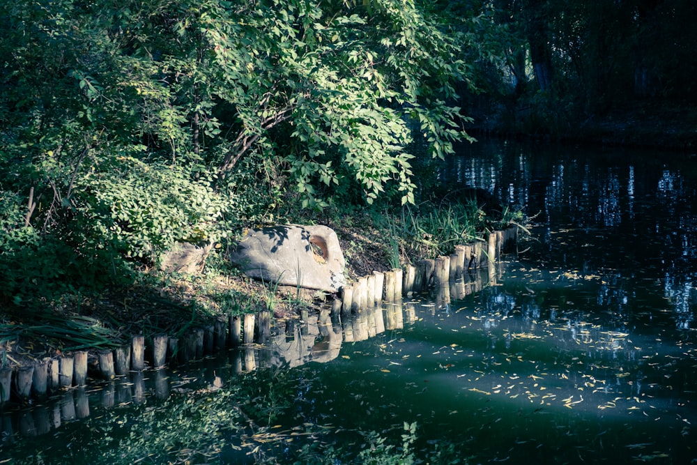 green trees beside body of water during daytime