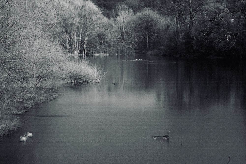 grayscale photo of lake and trees