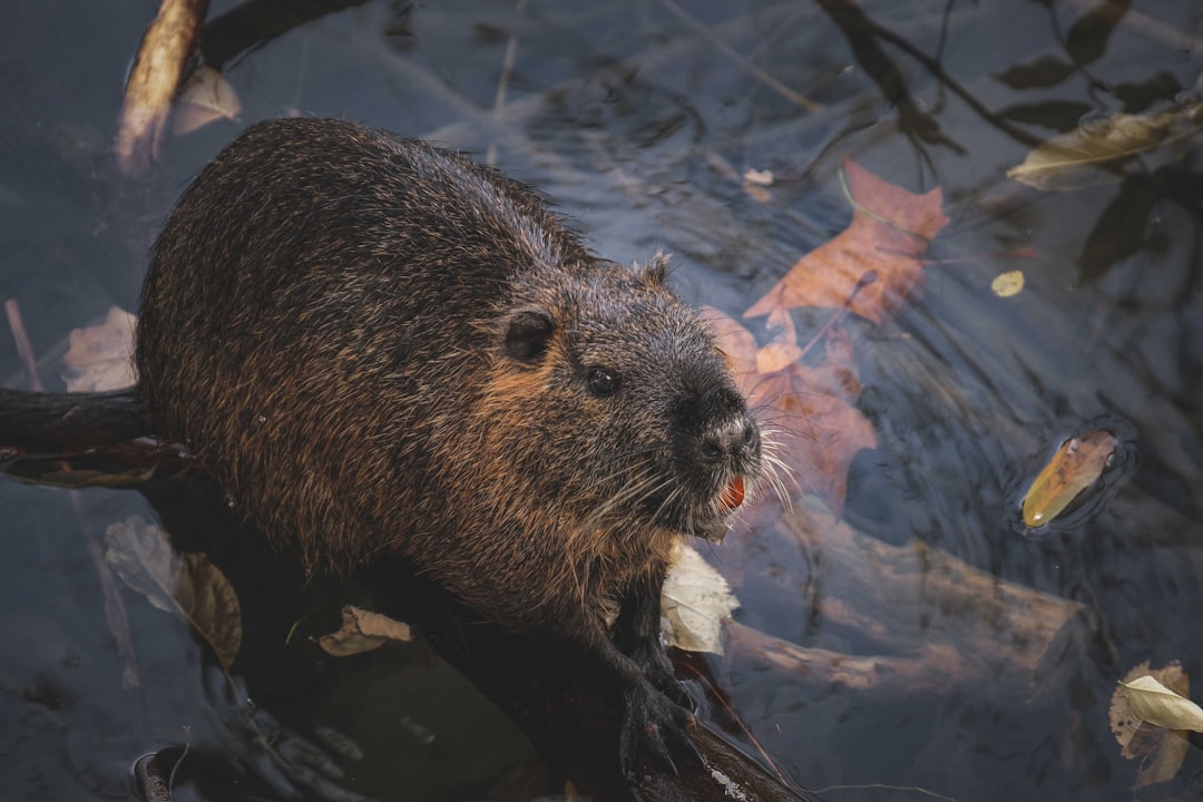 brown rodent on body of water