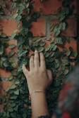 persons hand on green leaves