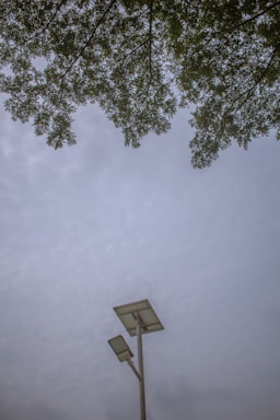 Overcast sky with tree branches at the top and a tall streetlight featuring solar panels extending up from below.