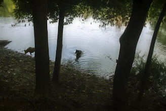 A peaceful lakeside scene with dogs playing in the water and owners chatting nearby.