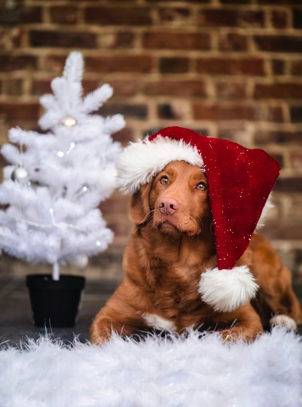 brown short coated dog wearing santa hat