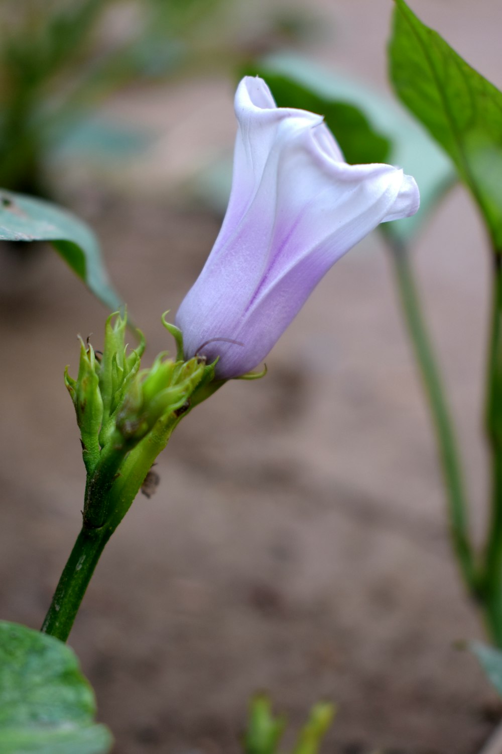 white and purple flower in tilt shift lens