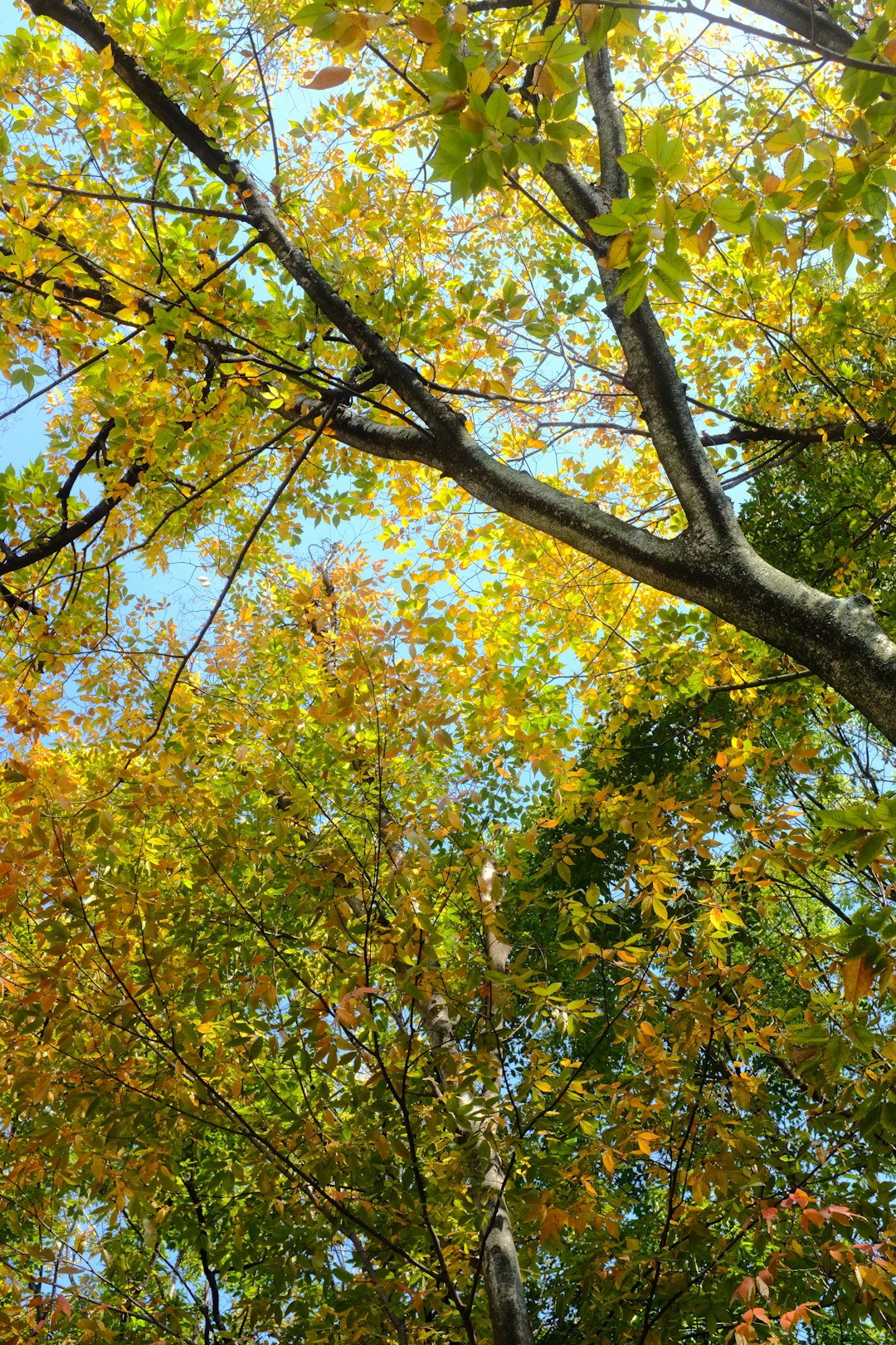 yellow and green leaf tree