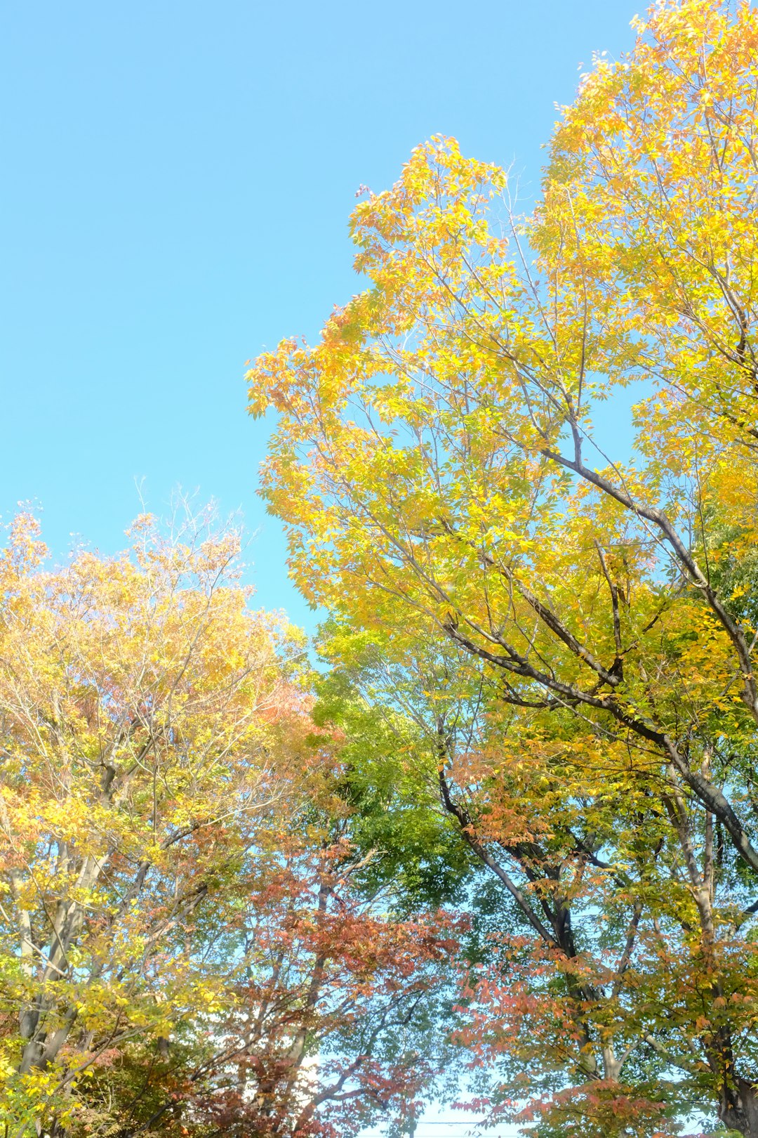 yellow and green leaf trees under blue sky during daytime