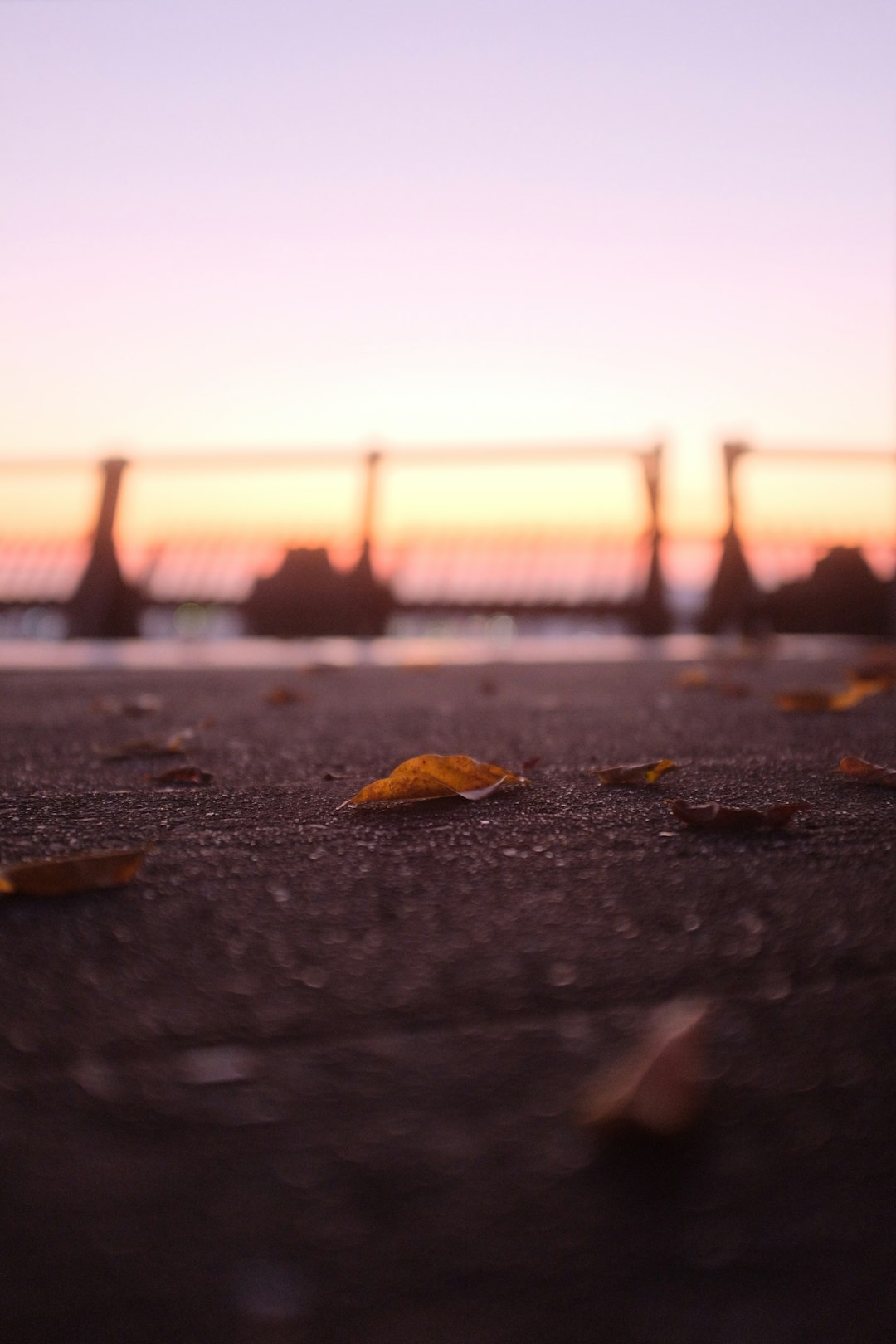 brown dried leaf on gray concrete floor during daytime