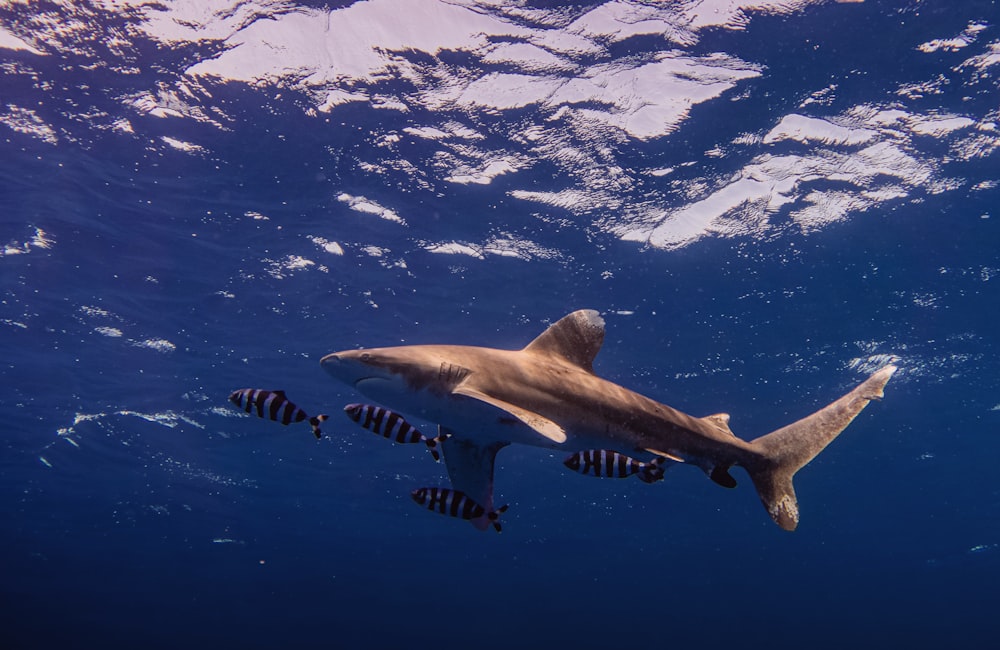 gray shark under the water