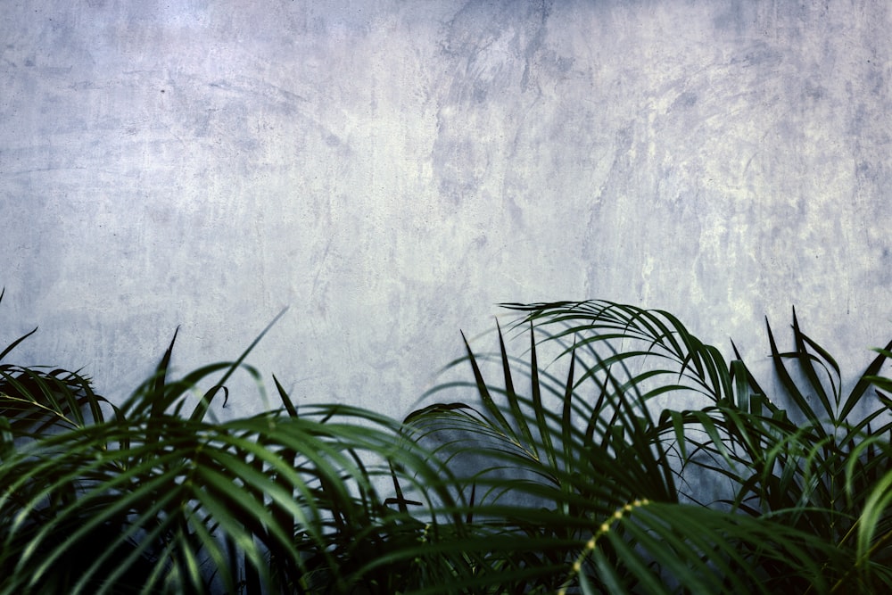 green plant beside white wall