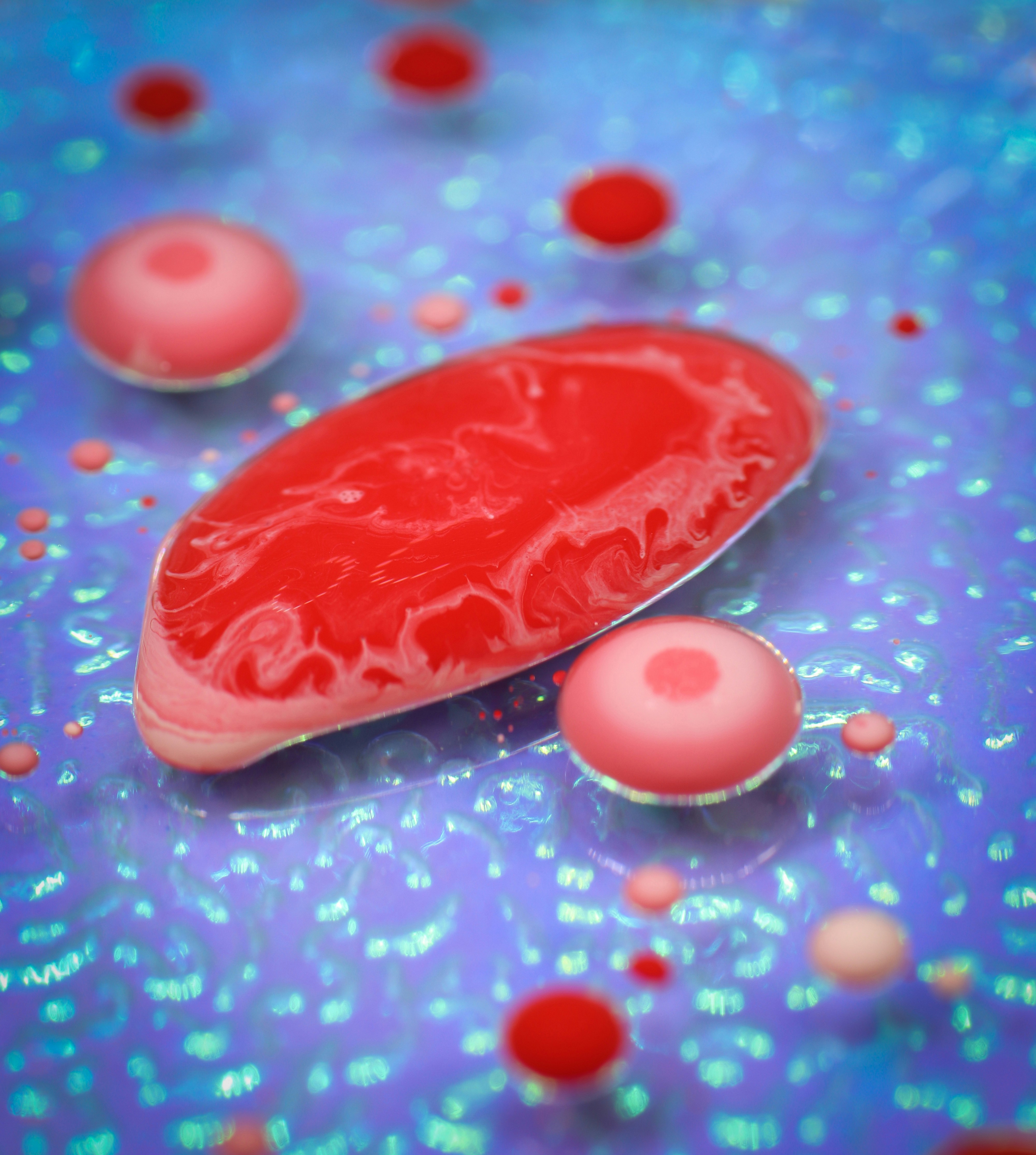 Prebiotics That May Improve Oxalate Degradation