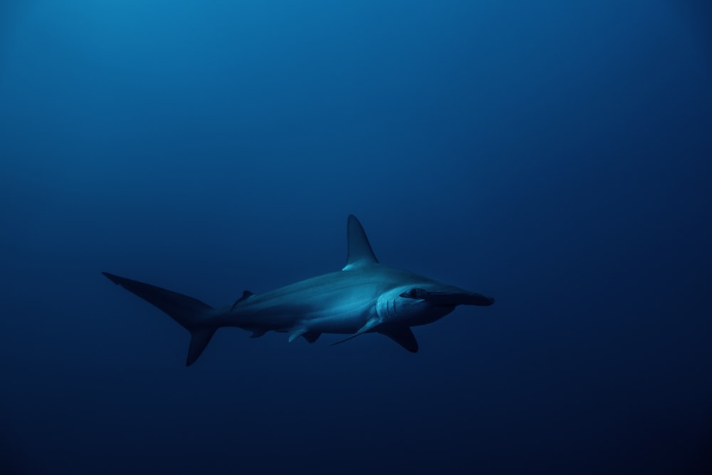 squalo bianco sotto il cielo blu