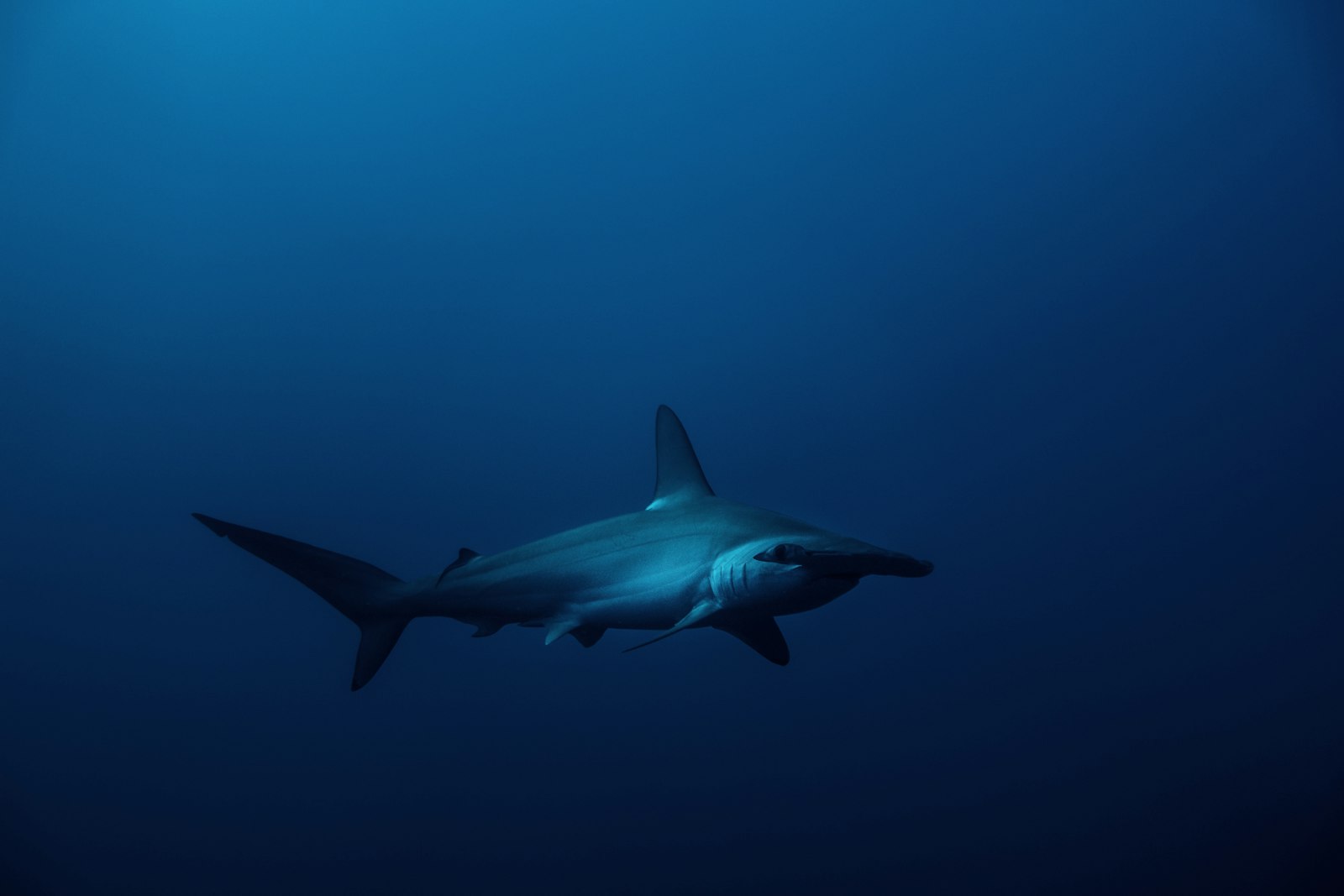 A hammerhead shark cruising past in the clear blue water of the Red Sea