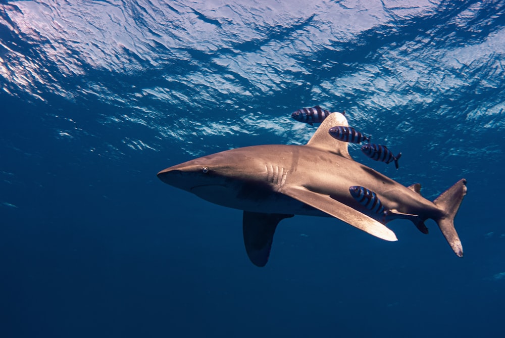 Requin gris sous l’eau pendant la journée