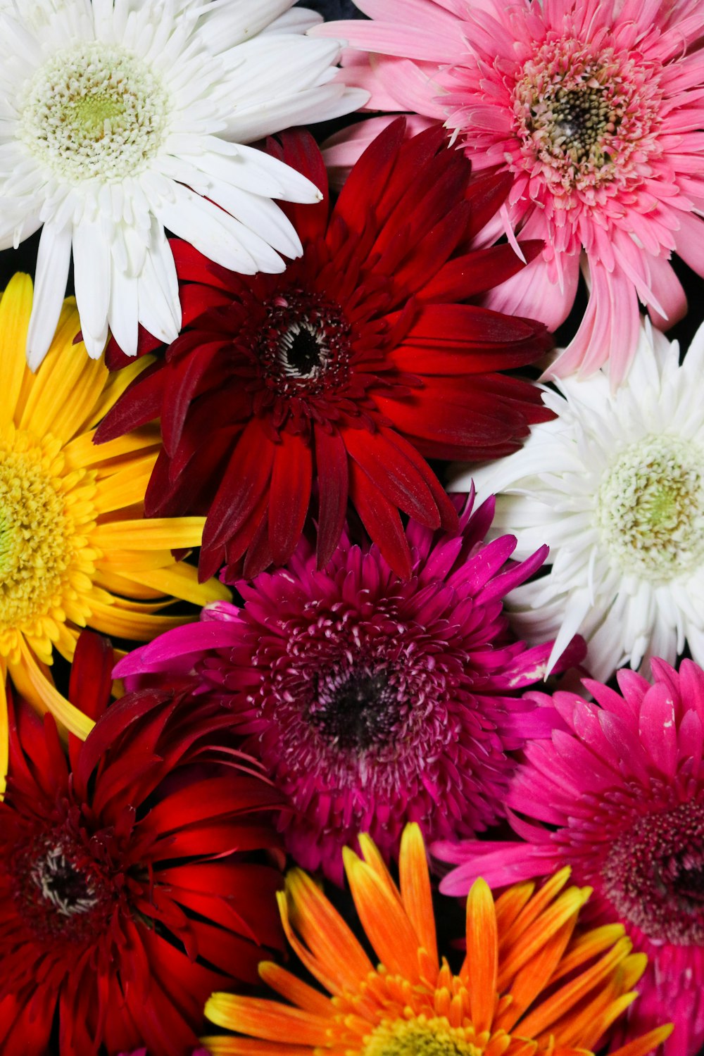 red and white flowers in bloom