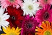 pink and yellow flowers on brown wooden table