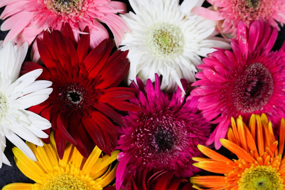 pink and yellow flowers on brown wooden table