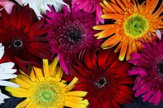 A vibrant flower arrangement showcasing various colors.