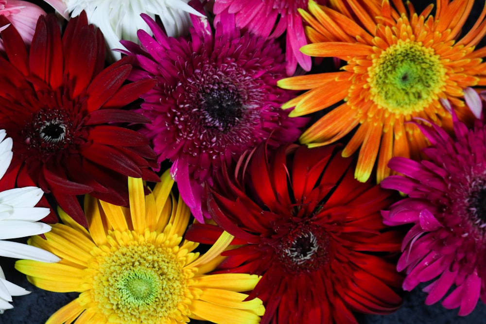 pink and yellow flowers in bloom